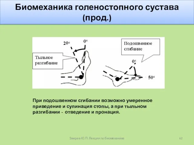 Биомеханика голеностопного сустава (прод.) При подошвенном сгибании возможно умеренное приведение и