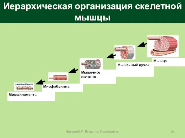 Иерархическая организация скелетной мышцы Зверев Ю.П. Лекции по биомеханике