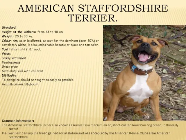 AMERICAN STAFFORDSHIRE TERRIER. Standard: Height at the withers: from 43 to