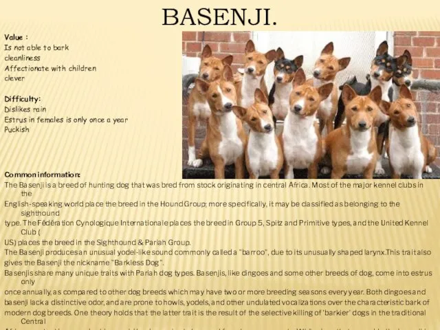 BASENJI. Value : Is not able to bark cleanliness Affectionate with