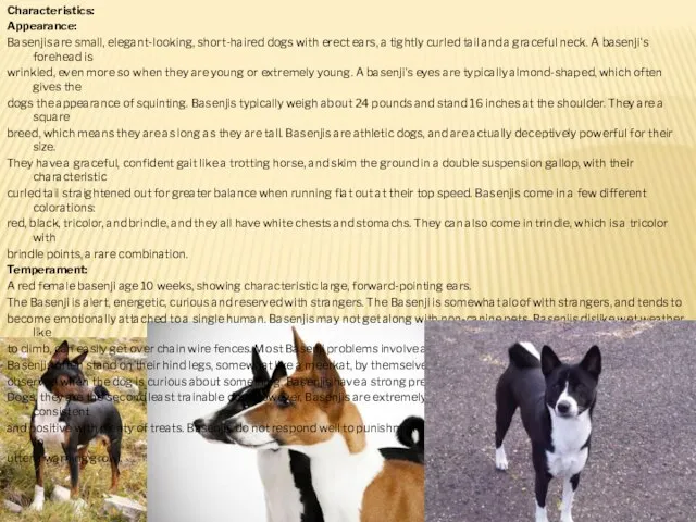 Characteristics: Appearance: Basenjis are small, elegant-looking, short-haired dogs with erect ears,