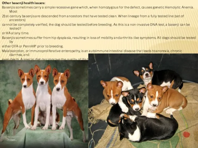 Other basenji health issues: Basenjis sometimes carry a simple recessive gene