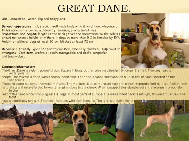 Common information: The Great Dane is a giant, powerful dog. Square