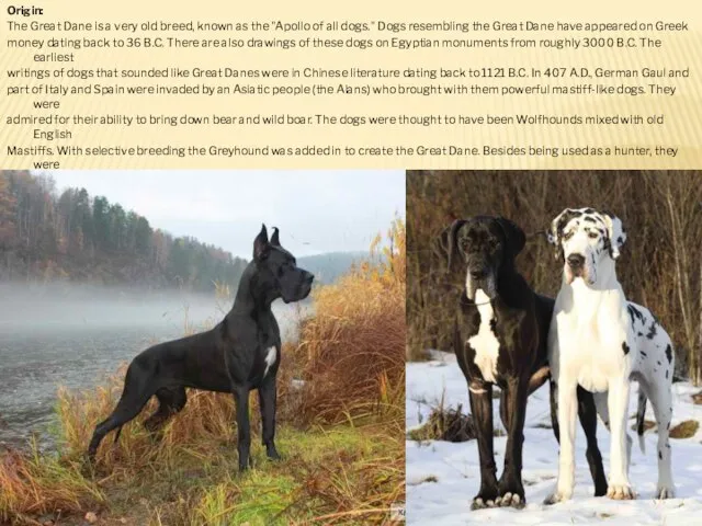 Origin: The Great Dane is a very old breed, known as