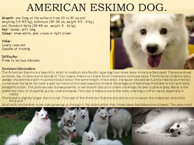 AMERICAN ESKIMO DOG. Common information: The American Eskimo is a beautiful,