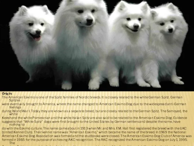 Origin: The American Eskimo is one of the Spitz families of