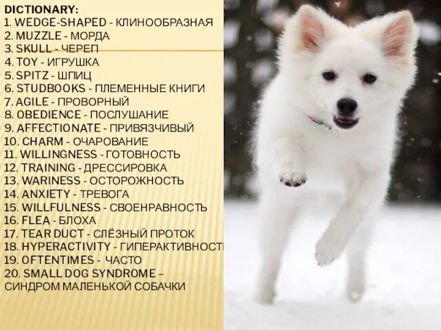 DICTIONARY: 1. WEDGE-SHAPED - КЛИНООБРАЗНАЯ 2. MUZZLE - МОРДА 3. SKULL