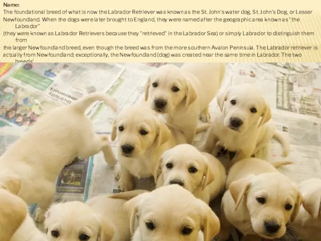 Name: The foundational breed of what is now the Labrador Retriever