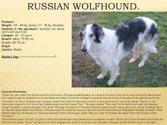 RUSSIAN WOLFHOUND. Features: Weight: 34 - 48 kg. (male); 27 -