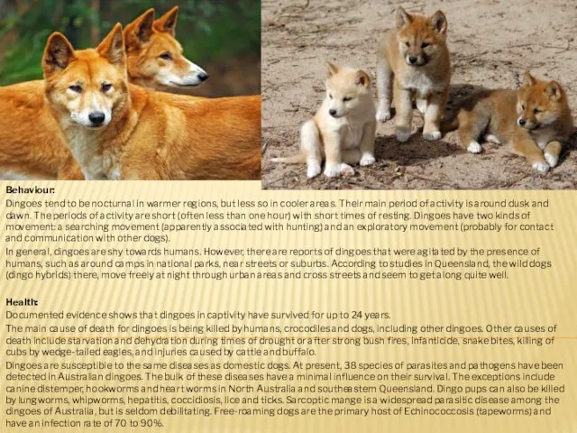 Behaviour: Dingoes tend to be nocturnal in warmer regions, but less