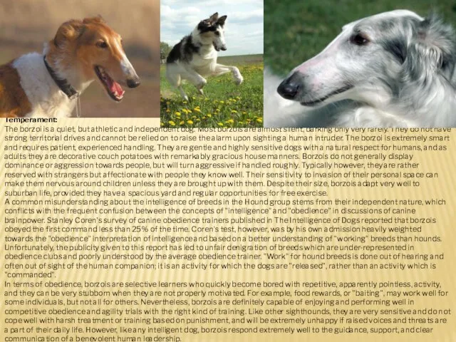 Temperament: The borzoi is a quiet, but athletic and independent dog.