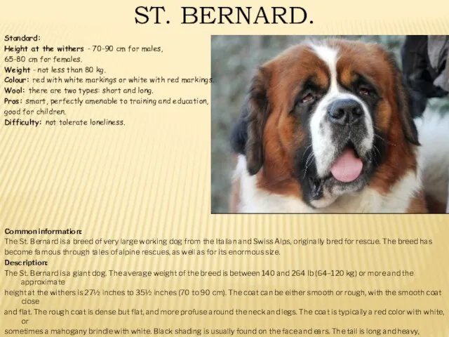 ST. BERNARD. Standard: Height at the withers - 70-90 cm for