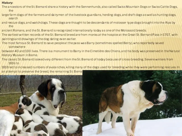 History: The ancestors of the St. Bernard share a history with