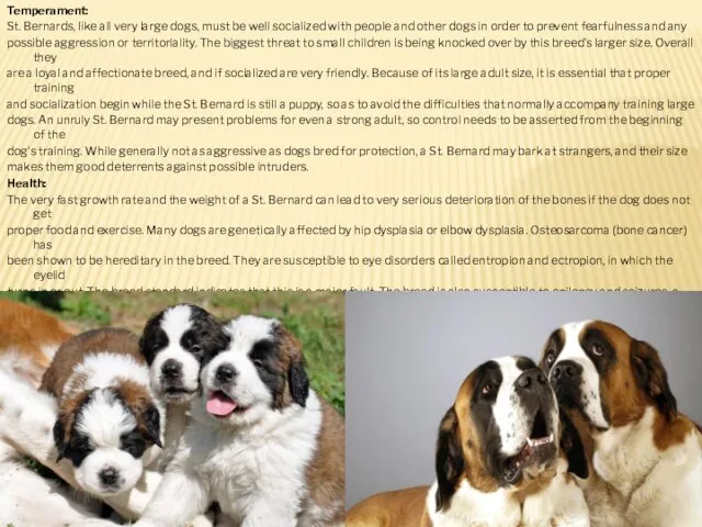 Temperament: St. Bernards, like all very large dogs, must be well