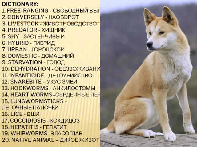 DICTIONARY: 1. FREE-RANGING - СВОБОДНЫЙ ВЫГУЛ 2. CONVERSELY - НАОБОРОТ 3.