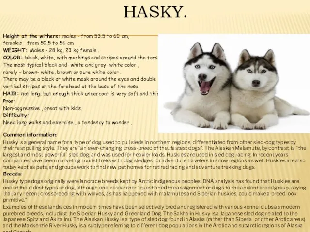 HASKY. Common information: Husky is a general name for a type