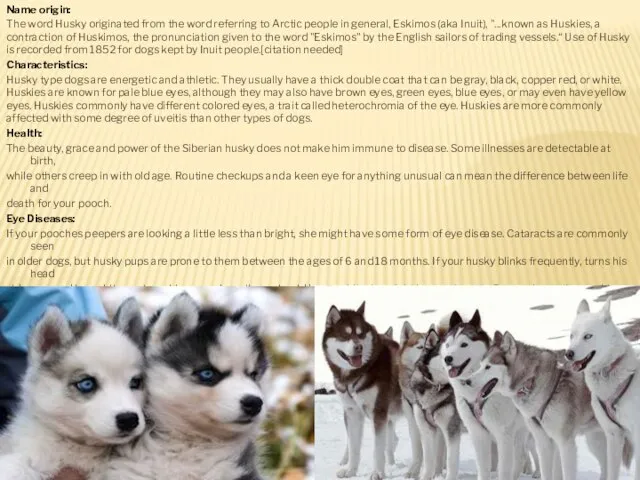 Name origin: The word Husky originated from the word referring to