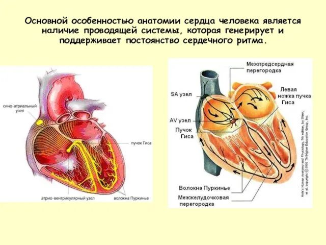 Основной особенностью анатомии сердца человека является наличие проводящей системы, которая генерирует и поддерживает постоянство сердечного ритма.
