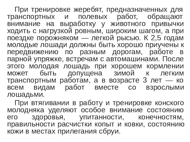 При тренировке жеребят, предназначенных для транспортных и полевых работ, обращают внимание