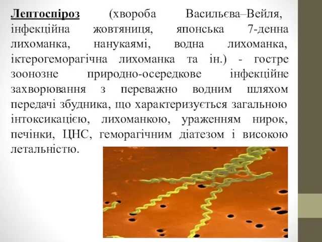 Лептоспіроз (хвороба Васильєва–Вейля, інфекційна жовтяниця, японська 7-денна лихоманка, нанукаямі, водна лихоманка,