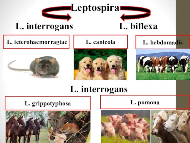 Leptospira L. interrogans L. biflexa L. interrogans L. icterohaemorragiae L. pomona