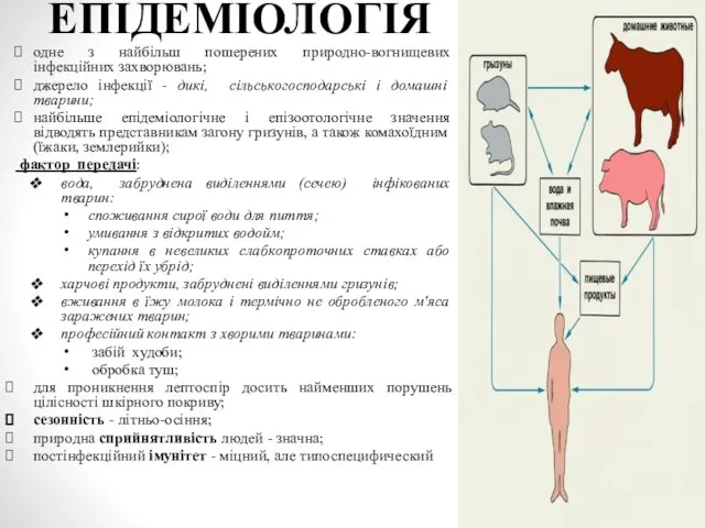 ЕПІДЕМІОЛОГІЯ одне з найбільш пошерених природно-вогнищевих інфекційних захворювань; джерело інфекції -