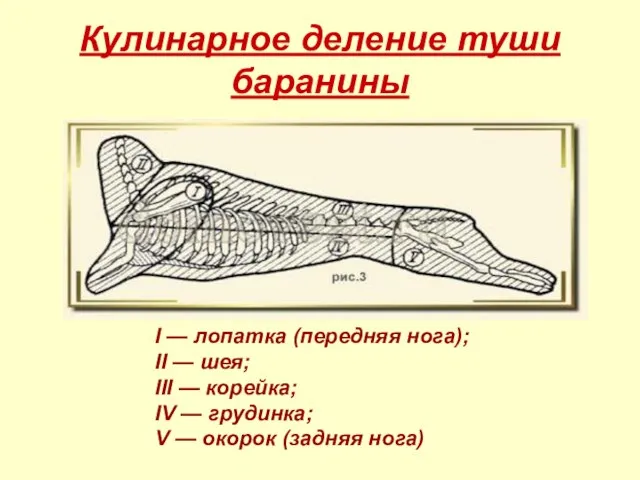 Кулинарное деление туши баранины I — лопатка (передняя нога); II —