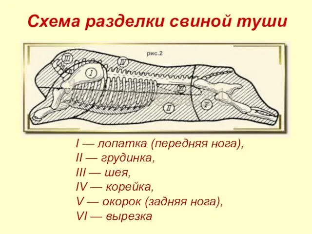 I — лопатка (передняя нога), II — грудинка, III — шея,