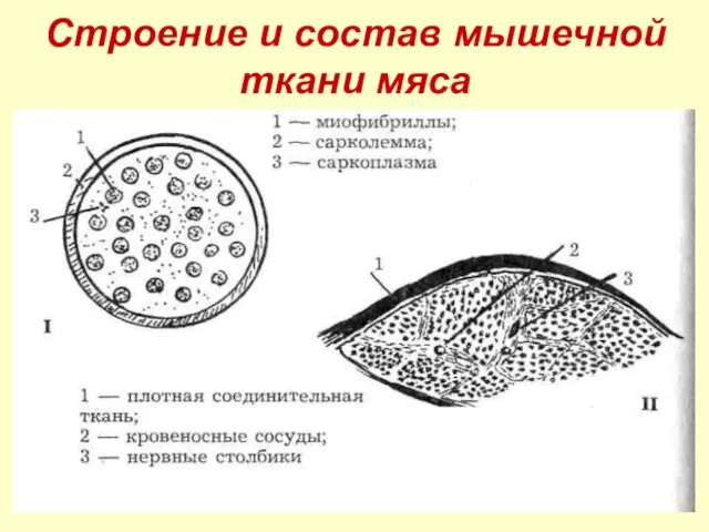 Строение и состав мышечной ткани мяса