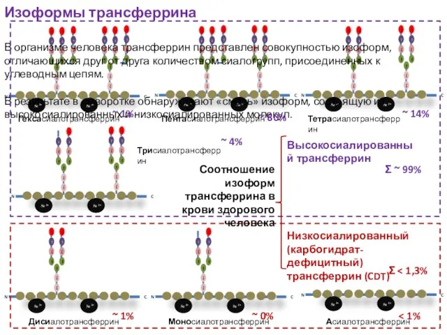 Изоформы трансферрина Тетрасиалотрансферрин Трисиалотрансферрин Дисиалотрансферрин Моносиалотрансферрин Асиалотрансферрин В организме человека трансферрин