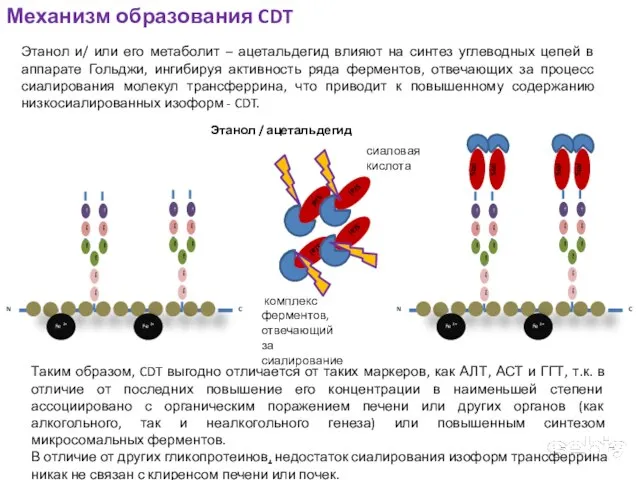 Этанол и/ или его метаболит – ацетальдегид влияют на синтез углеводных