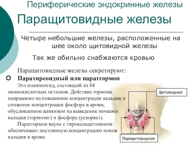 Периферические эндокринные железы Четыре небольшие железы, расположенные на шее около щитовидной