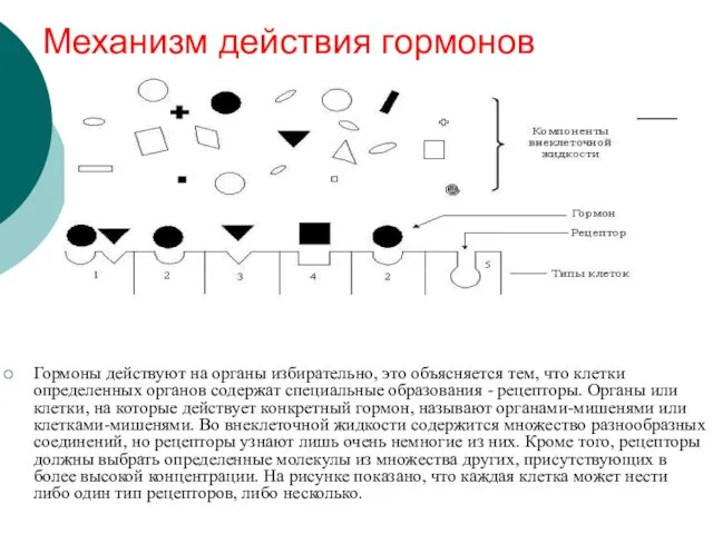 Механизм действия гормонов Гормоны действуют на органы избирательно, это объясняется тем,