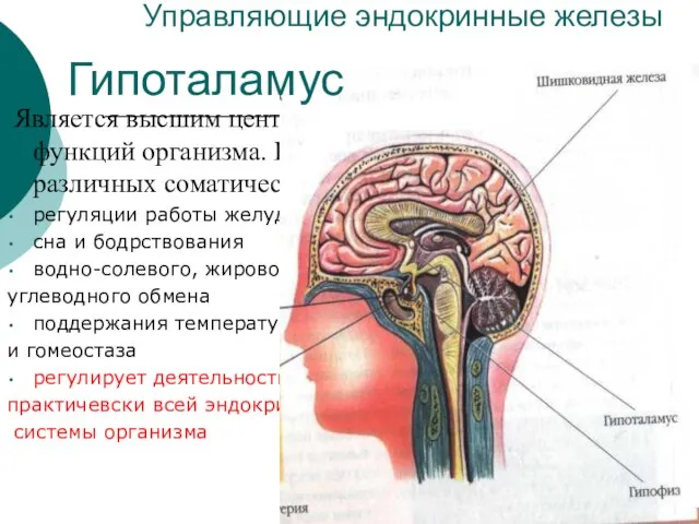 Управляющие эндокринные железы Является высшим центром регуляции вегетативных функций организма. Принимает