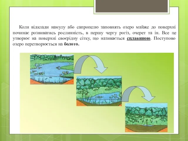 Коли відклади намулу або сапропелю заповнять озеро майже до поверхні починає