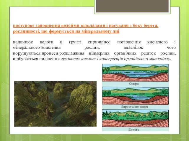 поступове заповнення водойми відкладами і насуваня з боку берега, рослинності, що