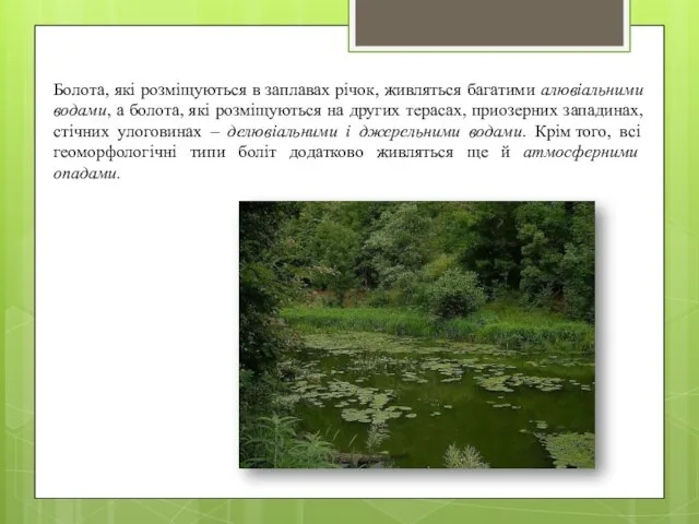 Болота, які розміщуються в заплавах річок, живляться багатими алювіальними водами, а