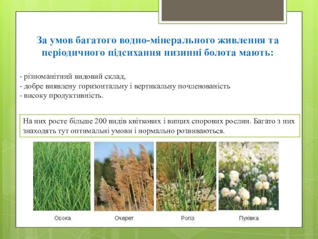 За умов багатого водно-мінерального живлення та періодичного підсихання низинні болота мають: