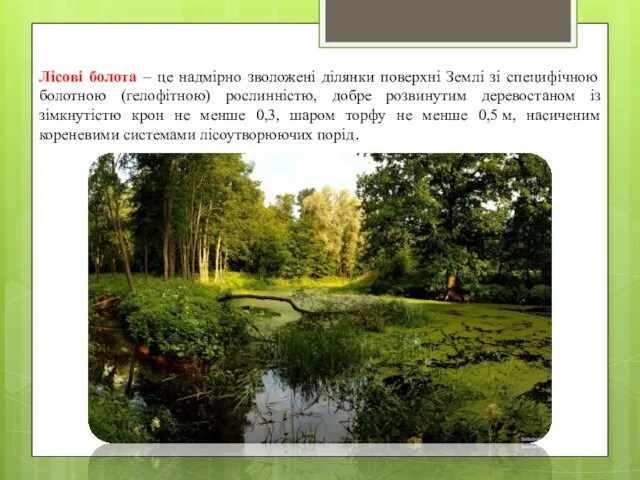 Лісові болота – це надмірно зволожені ділянки поверхні Землі зі специфічною