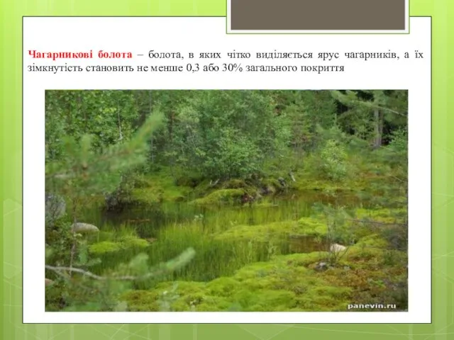 Чагарникові болота – болота, в яких чітко виділяється ярус чагарників, а