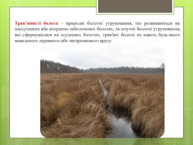 Трав'янисті болота – природні болотні угруповання, що розвиваються на неосушених або