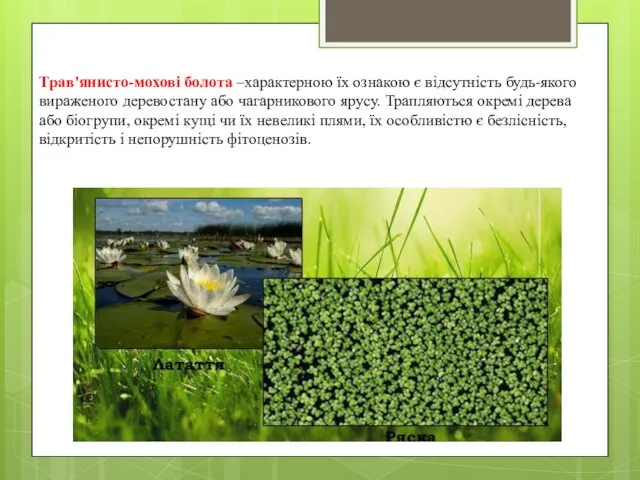Трав'янисто-мохові болота –характерною їх ознакою є відсутність будь-якого вираженого деревостану або