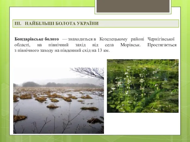 ІІІ. НАЙБІЛЬШІ БОЛОТА УКРАЇНИ Бондарівське болото — знаходиться в Козелецькому районі