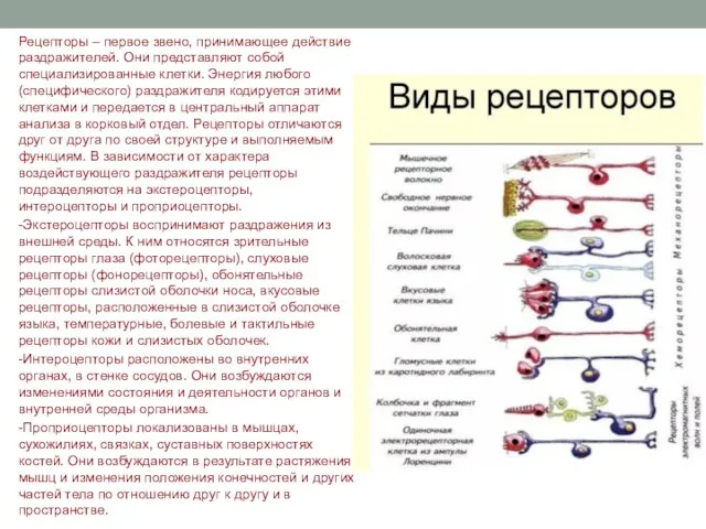 Рецепторы – первое звено, принимающее действие раздражителей. Они представляют собой специализированные