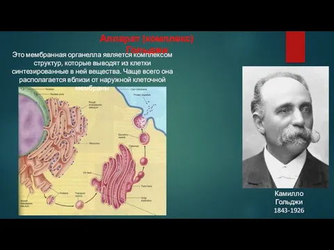 Аппарат (комплекс) Гольджи Это мембранная органелла является комплексом структур, которые выводят