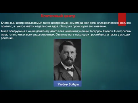 Клеточный центр Клеточный центр (называемый также центросома) не мембранная органелла расположенная,