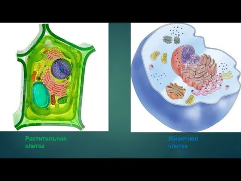 Растительная клетка Животная клетка