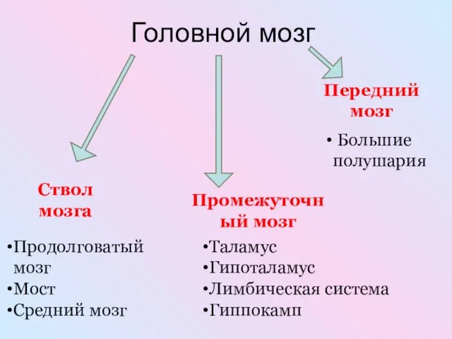 Головной мозг Ствол мозга Промежуточный мозг Передний мозг Продолговатый мозг Мост