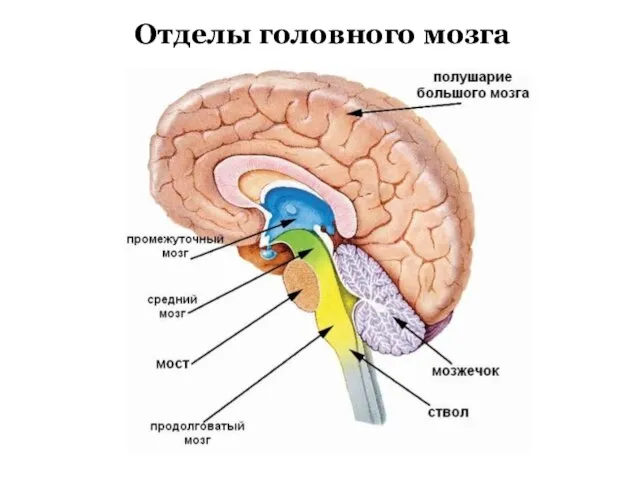 Отделы головного мозга