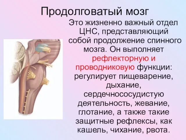 Продолговатый мозг Это жизненно важный отдел ЦНС, представляющий собой продолжение спинного